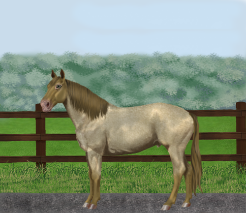 horse image