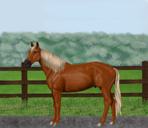 horse image