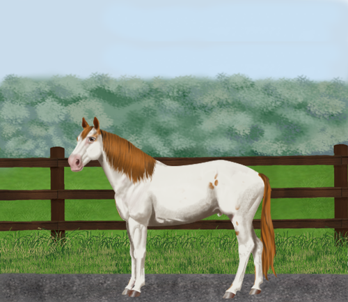 horse image