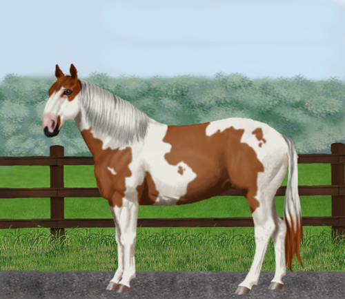 horse image