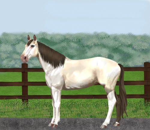 horse image