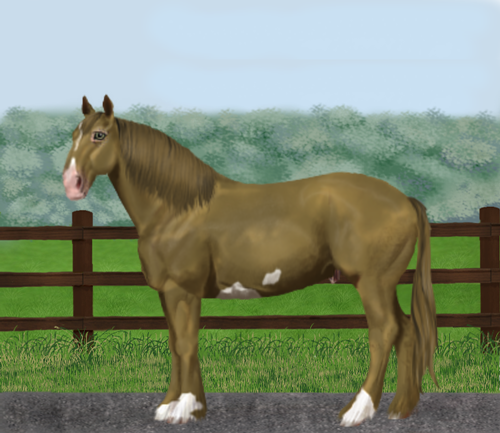 horse image