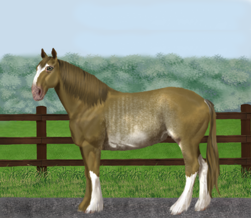 horse image