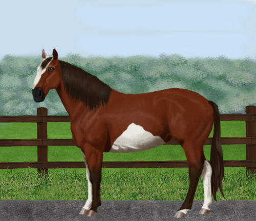 horse image