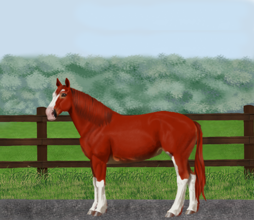 horse image