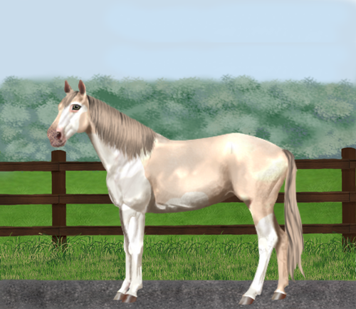 horse image