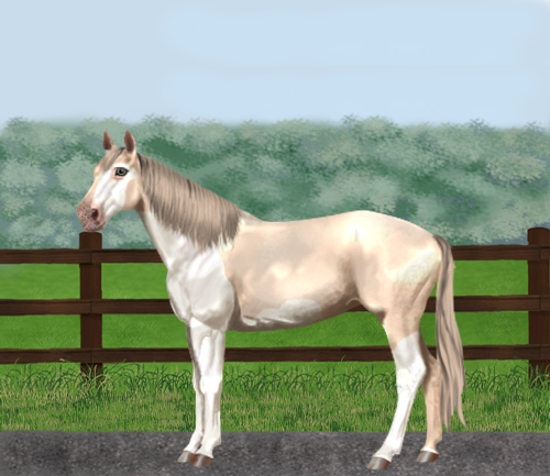 horse image