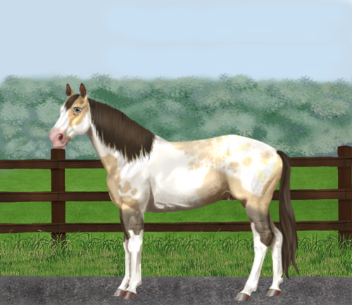 horse image