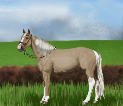 horse image