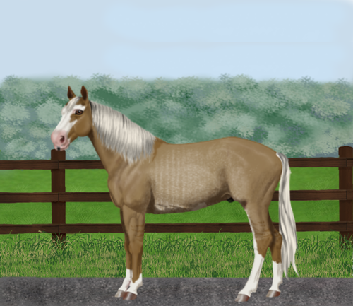 horse image