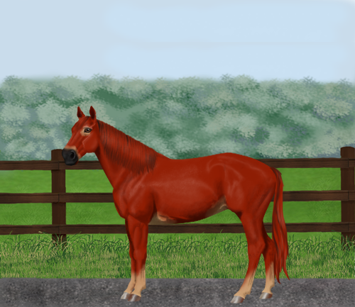 horse image