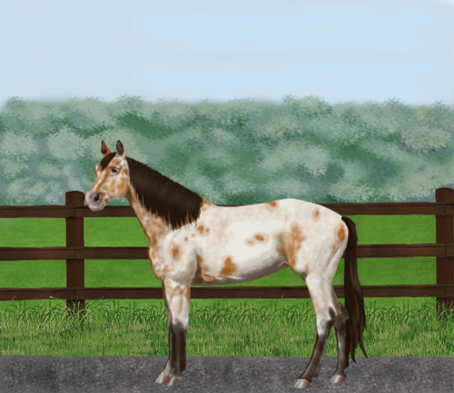 horse image