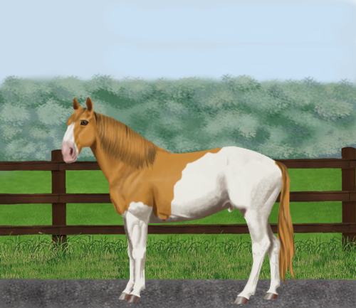 horse image