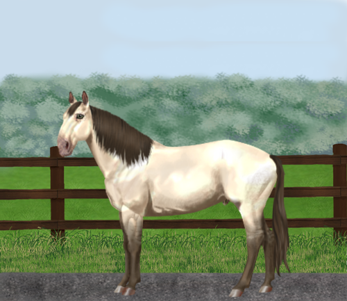 horse image