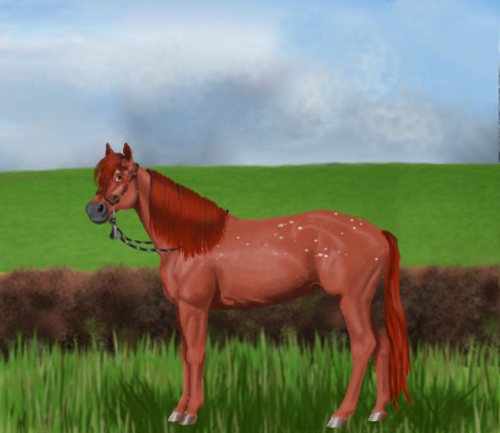 horse image