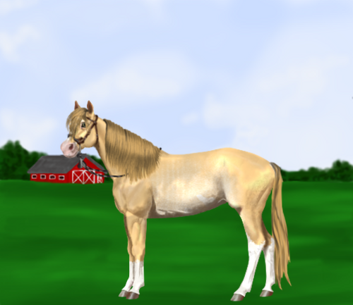 horse image