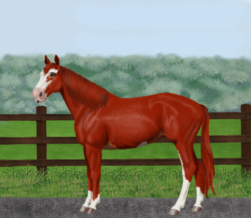 horse image