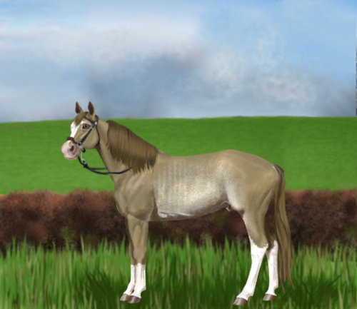 horse image