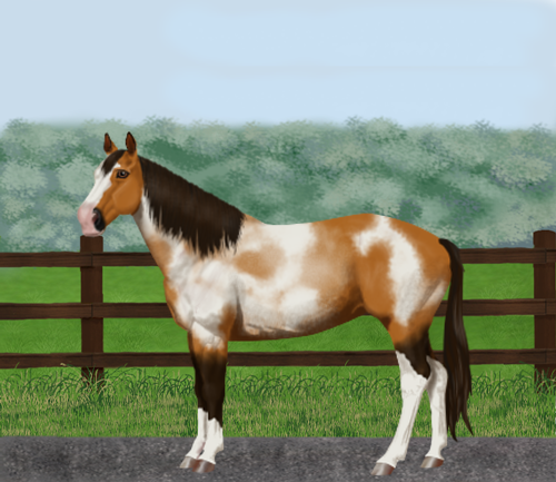 horse image