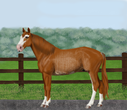 horse image