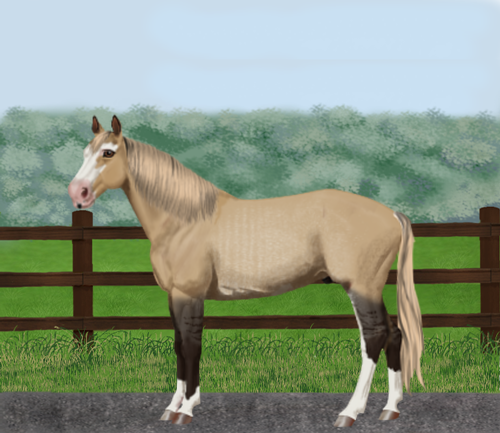 horse image