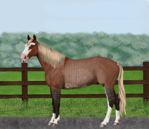 horse image