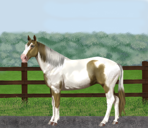 horse image