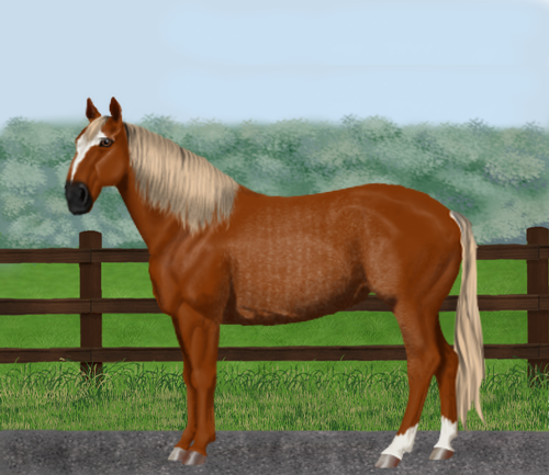 horse image