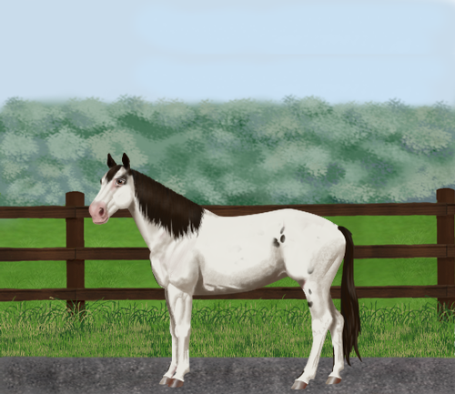 horse image