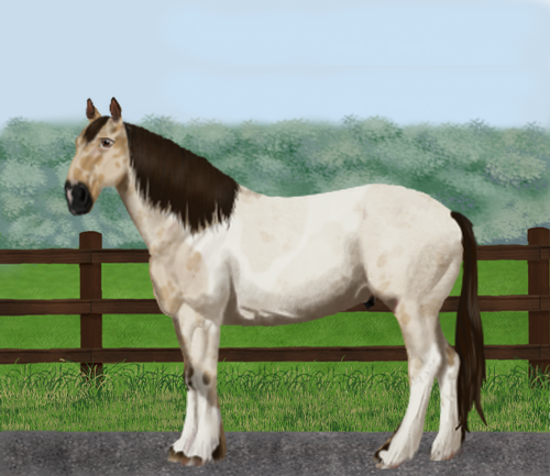 horse image