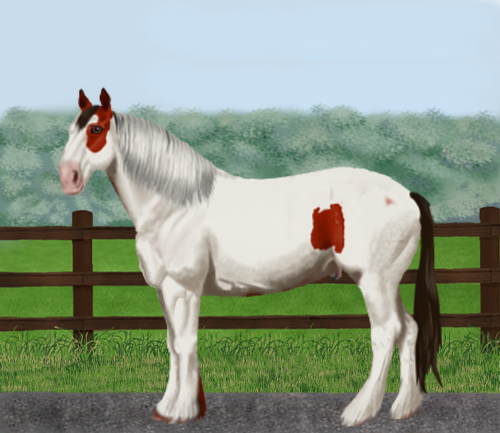 horse image