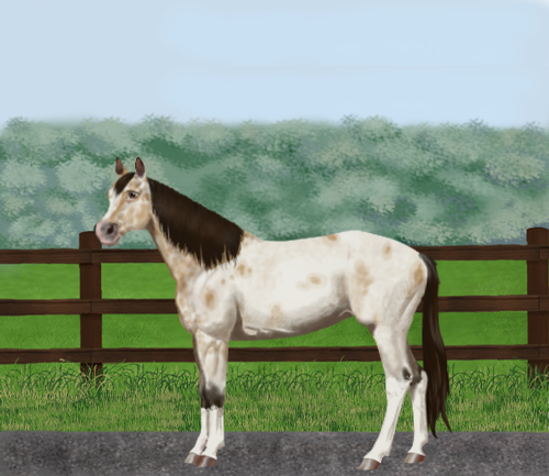 horse image