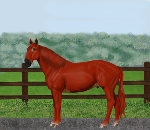 horse image