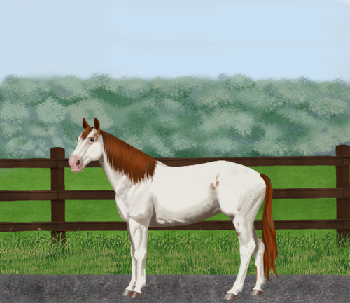 horse image