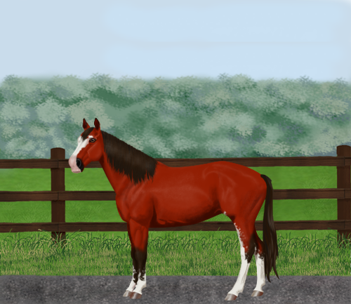 horse image