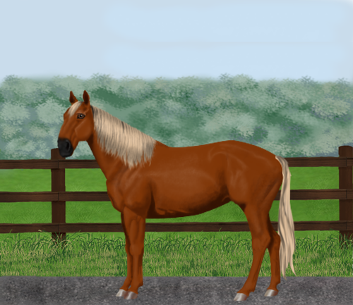 horse image