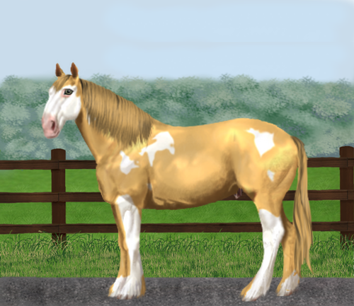 horse image