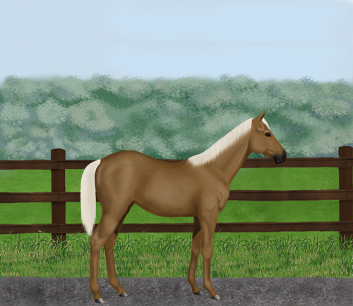 horse image