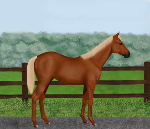 horse image