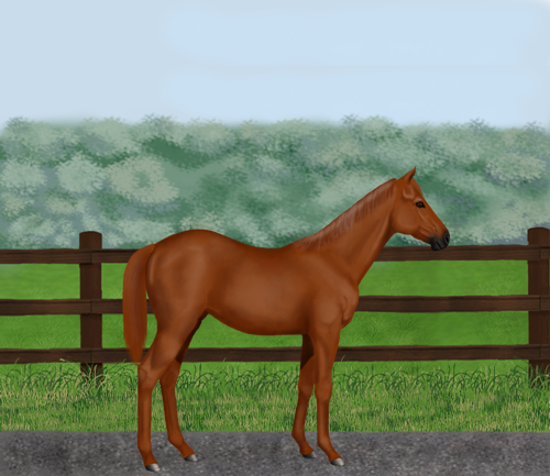 horse image