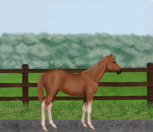 horse image