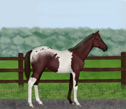 horse image