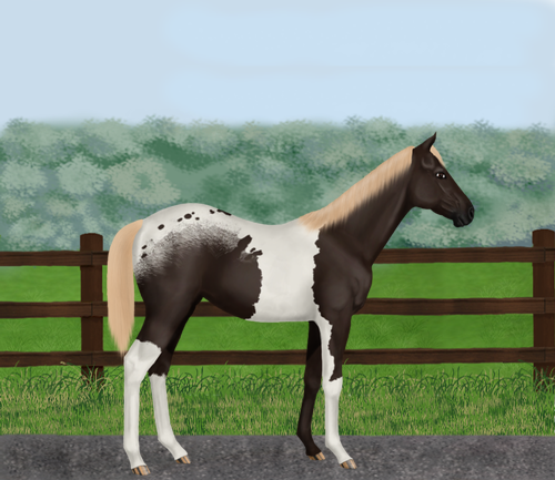 horse image