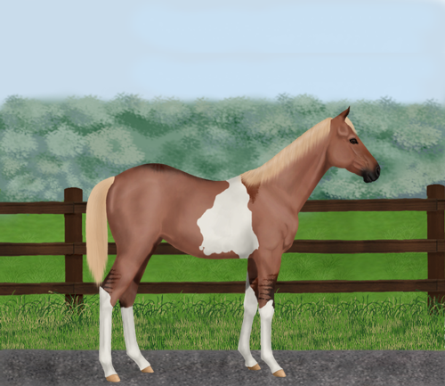 horse image