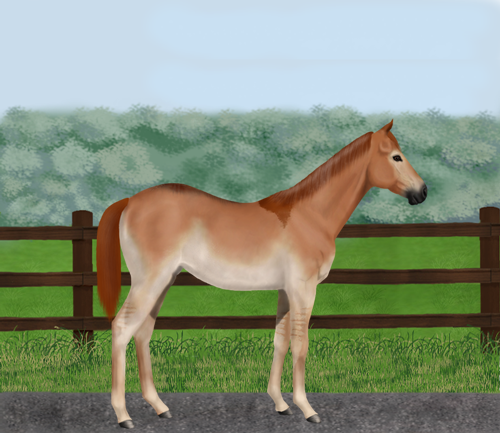 horse image