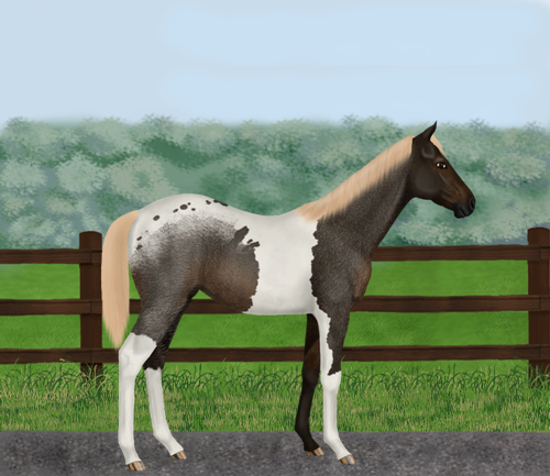 horse image