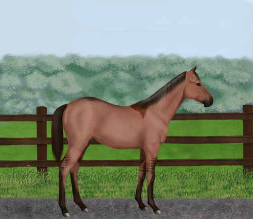 horse image