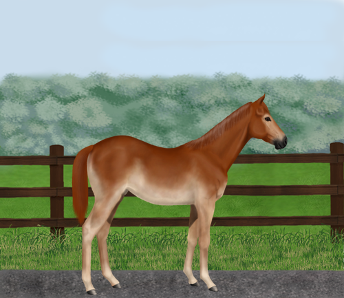 horse image