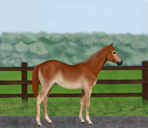 horse image