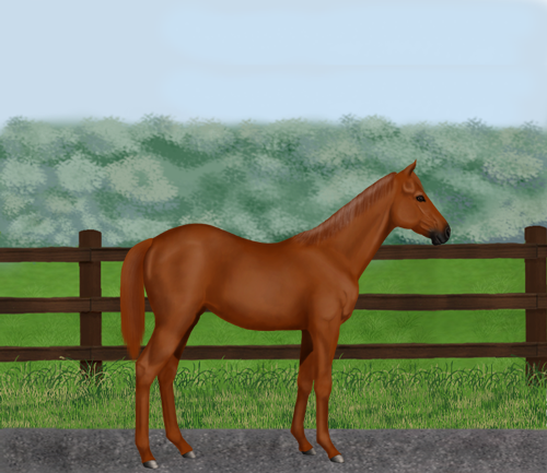 horse image